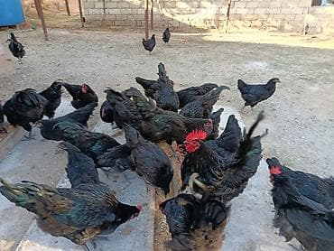detoxic qurd dermani: Alman cinsi olan həm ətlik həmdə yumurtalıq astralop toyuqlarının — 2
