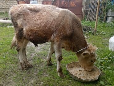 ekiz balali qoyun: Satılır: erkey danadı 8 aylığdı tam sağlamdı isdiyən buyursun — 2