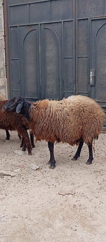 qala qoçu: Salam ünvan Bakıin maştağa kendi obşi 9 baş heyvanlar 1 baş qoçdu 1 — 3