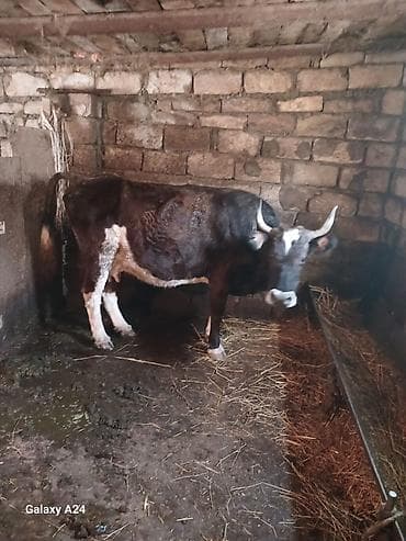 Südlük inək satilir tecili satilir 1 ayliqda behere gelib 6 .7 sud