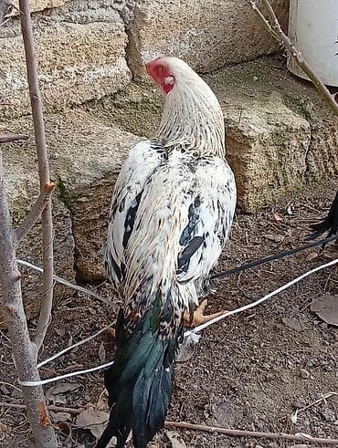 Quşlar: Məhsul: Tovuz quşulu görünüşə sahib, uzunboylu yerli döyüş tipli — 2