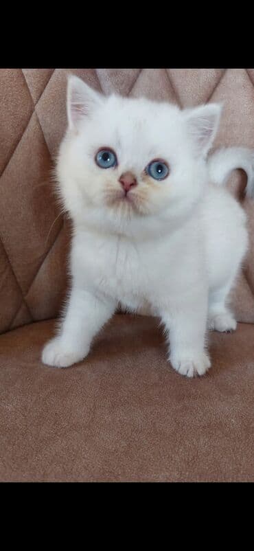 sirin pisik sekilleri: Şotland yastı qulaq — 1