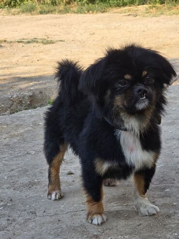 it növü: Pekines, 2 il, Erkek, Ünvandan götürmə — 4