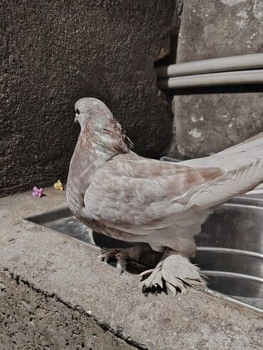 İtlər: London Pavlin başı əsir təmizdir, peyvəndi vurulub çox gözəl görünüşü — 2