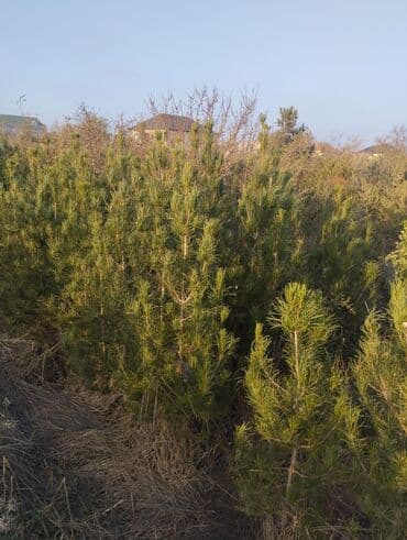 Bıçaqlar: Şam ağacı fidanları - Növ: Şam (iynəyarpaq, həmişəyaşıl) - Təyinat — 7