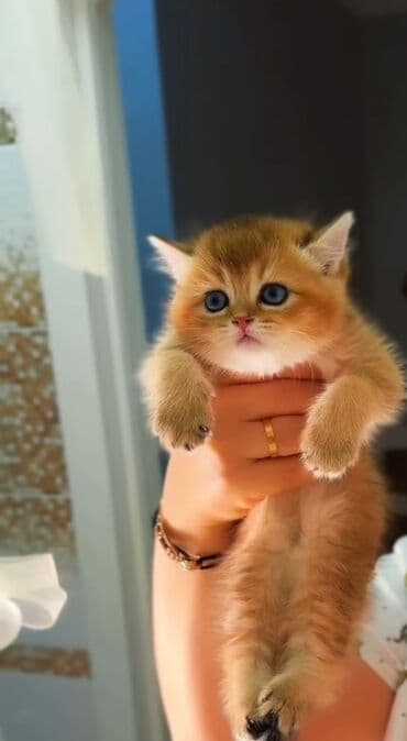 sarı pişik: Britan, Erkək, Dişi, Yaxşı əllərə, Ünvandan götürmə — 8