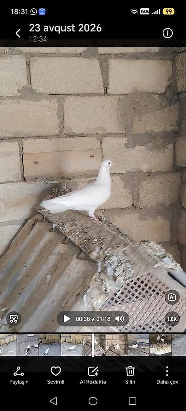 delfin goyərcin: 9 dene tutulma quslardi hansı sağlam qusdu 30azn hansı Qaradağ — 4