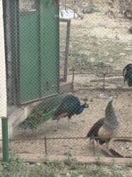 deve quşu: Məhsul: Satilir!! Göy tovuz quşu bir cut disi ve erkek qara qened — 3