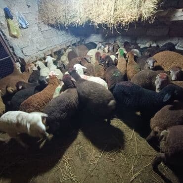 Salam aleyküm saxlamlıq quzularm var satram isdiyen0775431770 elaqe — 2