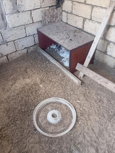 hind quslari: Dişi, Damazlıq, Ödənişli çatdırılma — 5