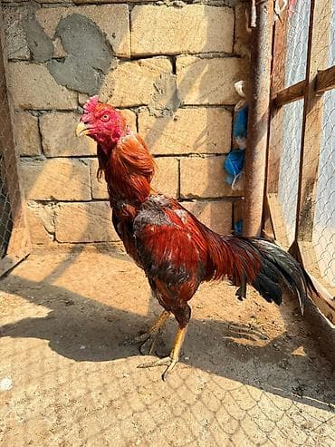 yapon xoruzları: Her qiymete var — 6