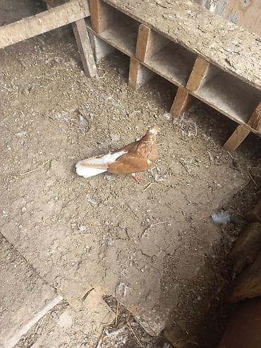 Птицы: Mayadi ünvan şhüvelan — 5