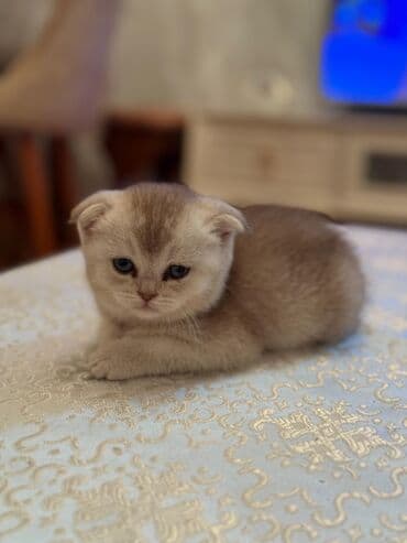 şotlan pişik: Şotland yastı qulaq, Erkək, Dişi, Yaxşı əllərə, Ünvandan götürmə, Pulsuz çatdırılma, Ödənişli çatdırılma — 133