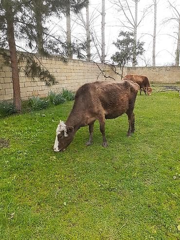 heyvan per page 40: Mal-qara: Yerli inək Xüsusiyyətlər: - Şəkillərdə bir neçə yerli inək — 5