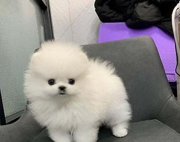 Şpitz, 2 ay, Sənədli