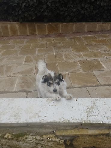 ev iti satisi: Pudel, 9 ay, Erkek, Peyvəndli, Ödənişli çatdırılma — 2