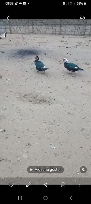 kayuqa ordək: Kq 12 m diri halda satilir - Növ: Muskoviy/indoşka - Rəng — 2