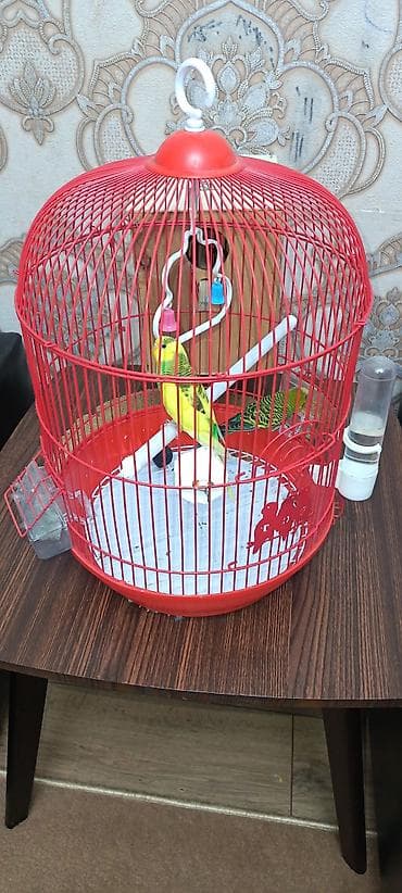 Tutu quwu Satilir. 2 denedi. Qefes ve yuvasi ile bir yerde satilir lalafo.az -da Tutu quwu Satilir. 2 denedi. Qefes ve yuvasi ile bir yerde satilir