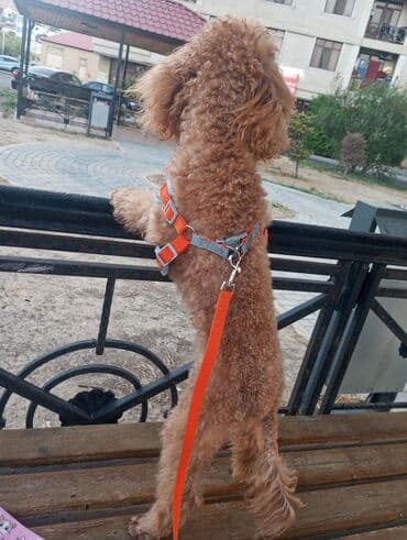 пудель в добрые руки: Pudel, 2 il, Erkek, Cütləşmə üçün — 2