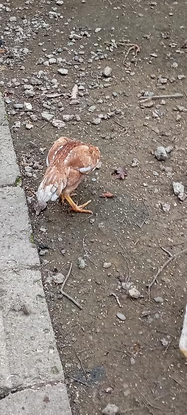 Inəklər, öküzlər: Heyrati doşab fərə satilir.6 ayliqdi türk cinsi — 2