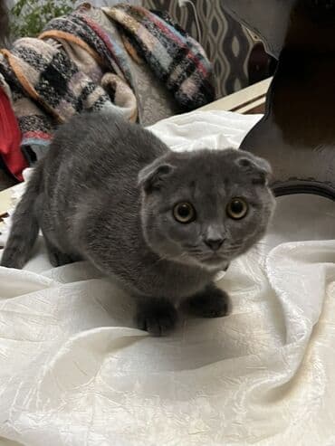 İtlər: Şotland yastı qulaq, Erkək, Ünvandan götürmə — 1