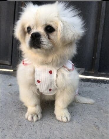 Pekines, 4 ay, Dişi, Peyvəndli
