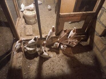 клетка для попугая купить: Məhsul: Qübbəli quşxanada saxlanan dekorativ göyərçinlər dəsti — 1