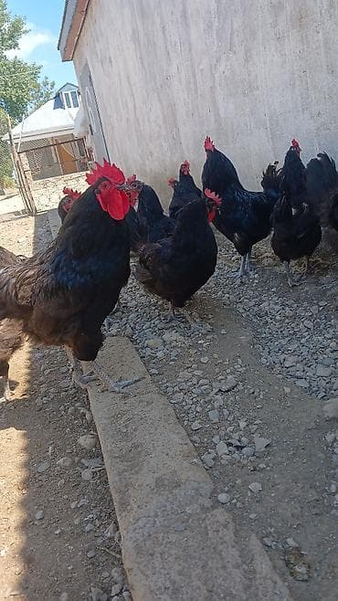 cuce satisi 2020: Toyuq, Damazlıq — 2