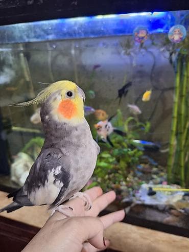 Tam saglam quşdu 4 yaşı var böyuk ehtimalla erkekdi isdeyen olsa