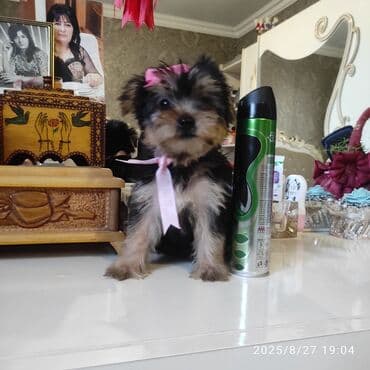 itler bala: Yorkşir teryer — 11