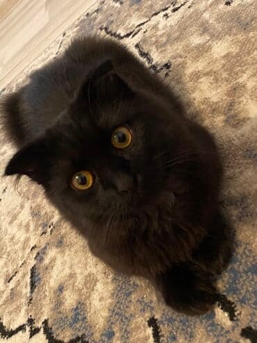 simental inekler satilir: Şotland yastı qulaq, Erkək, Yaxşı əllərə — 3