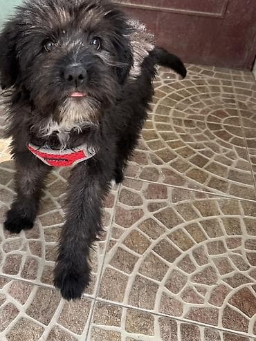 zvanok itləri: 4 ay, Dişi, Peyvəndli — 2