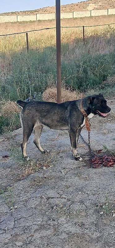 Qurdbasar, 2 il, Dişi, Peyvəndli, Rayonlara çatdırılma