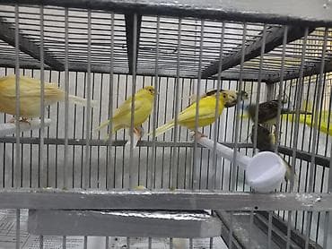 Sarıkıl və qarışıq rəngli kanareyalar – qəfəsdə dəst Məhsulun