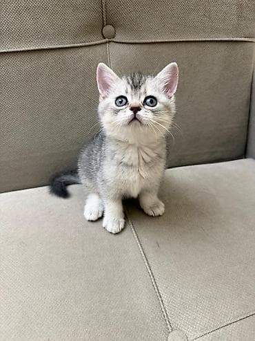 pişik blender: Tabbi, Erkək, Yaxşı əllərə, Ünvandan götürmə — 10