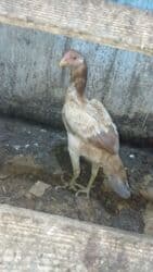 qara pisik sekilleri: Digər heyvanlar — 1