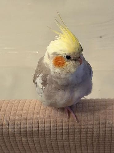 çin bildirçin: Nimfa (Cockatiel) – sarı çələngi və yanaqlarda narıncı “ləkələri” — 2
