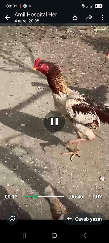 heyrati: Heyrati 1xoruz 2fere goz qabaqinda uzunboy, güclü ayaqlı, iri — 3