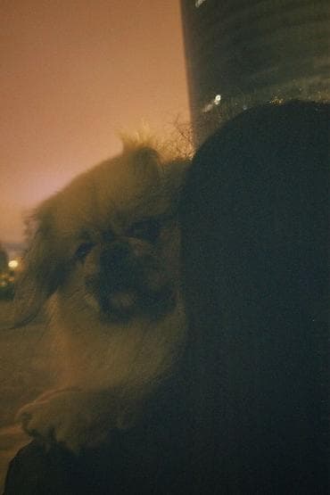 it ucun evler: Pekines — 9