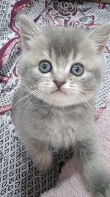 Şotland, Erkək, Yaxşı əllərə, Ödənişli çatdırılma