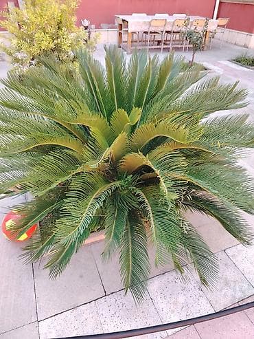 nokia yarpaq: Bitki: Cycas revoluta (Saqo xurması, Sago Palm) - Növ: Həmişəyaşıl — 3