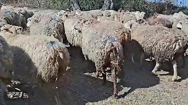 Mal-qara: Qoyun sürüsü – ətlik və yunun istehsalı üçün - Növ: yerli qarışıq — 2