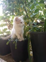 pişik satişi: Britan, Dişi, Yaxşı əllərə, Ünvandan götürmə, Pulsuz çatdırılma, Ödənişli çatdırılma — 6