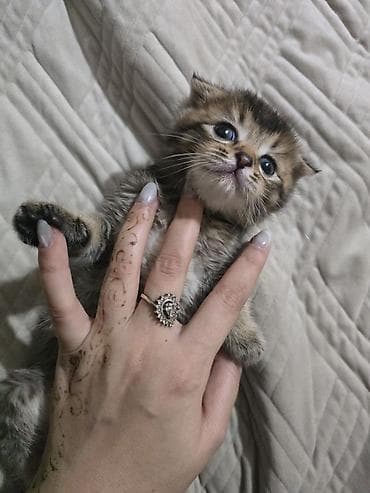 pisik pulsuz: Şotland — 3