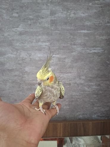 balaca tuklu it: Nimfa (Cockatiel) cütlüyü – əl öyrəşmiş, sakit xasiyyətli, insanla — 6