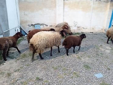 dişi labrador: Dişi, Qala, il: 1, 50 kq, Damazlıq, Ünvandan götürmə — 7