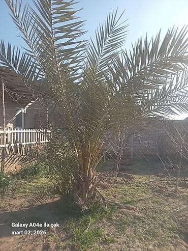 Xurma (xurma xurması) palm ağacı - Növ: Xurma palmı (Phoenix — 2