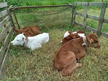 Salam, simmental buzovlardi. 2 dişi bir erkek buzovlardi. Qiymeti 1050 — 2