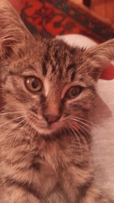 erkek pişik adları: Tabbi, Erkək, Yaxşı əllərə, Ünvandan götürmə — 2