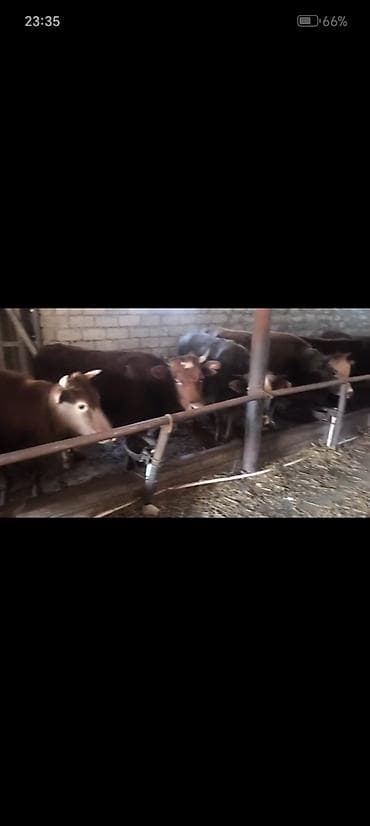 Heyvanlar: Salam aleykum qardaşlar gününüz xeyirli olsun allah haminizin — 1